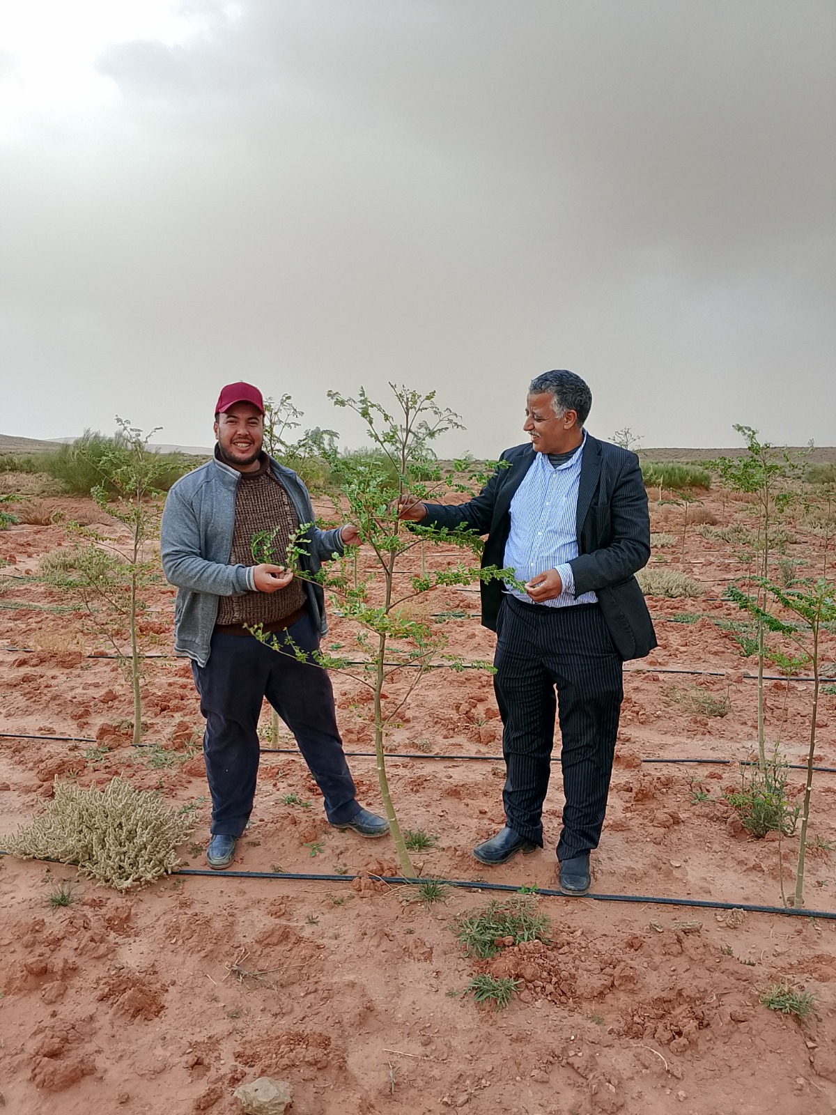 Champ de Moringa cultivé par la coopérative Tizizaouine