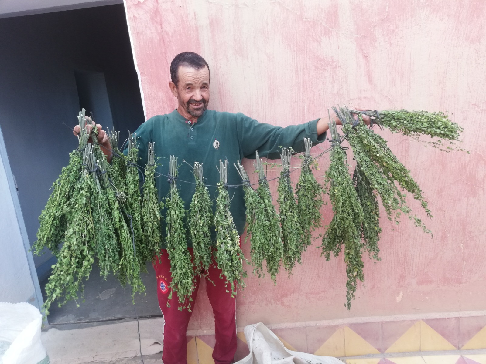 Feuilles de Moringa