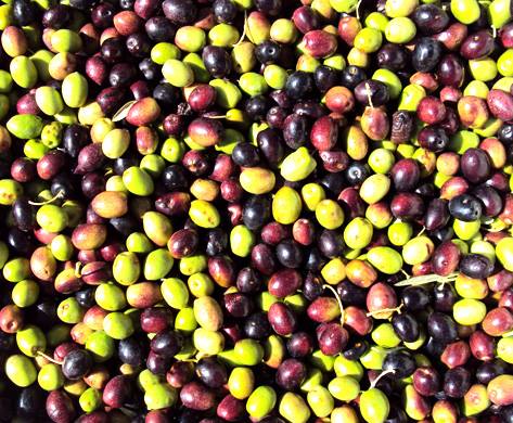 Olives fraîches récoltées