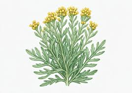 Plante d'armoise